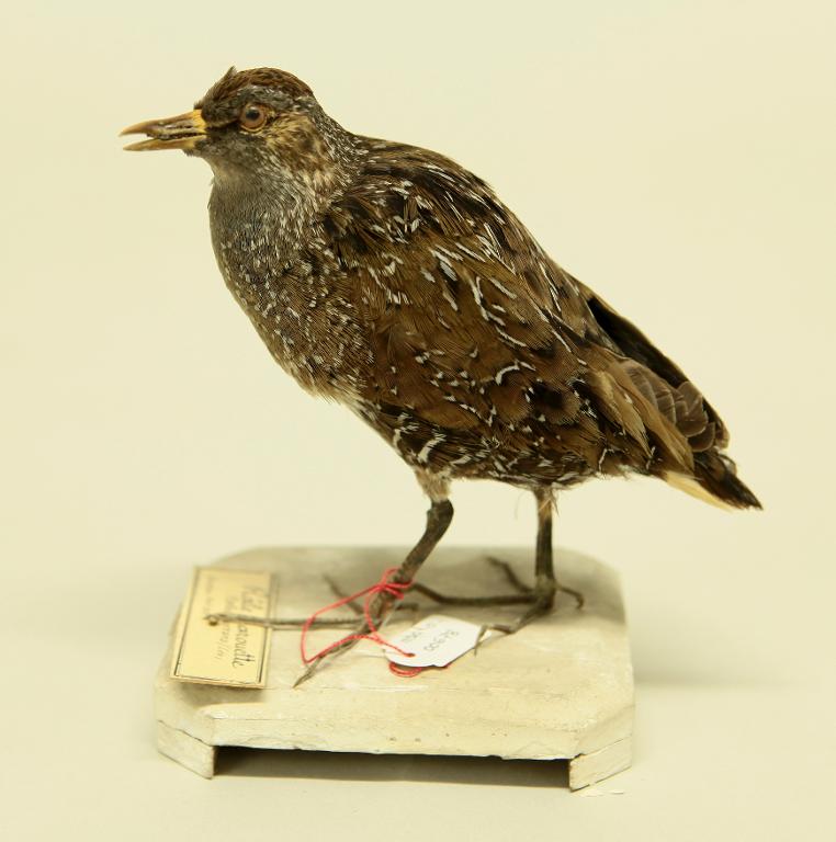 animal naturalisé : oiseau : Marouette ponctuée