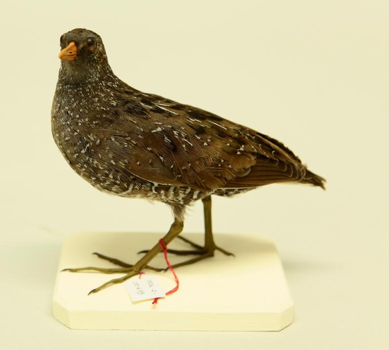 animal naturalisé : oiseau : Marouette ponctuée