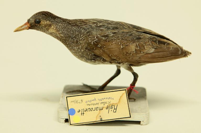 animal naturalisé : oiseau : Marouette ponctuée