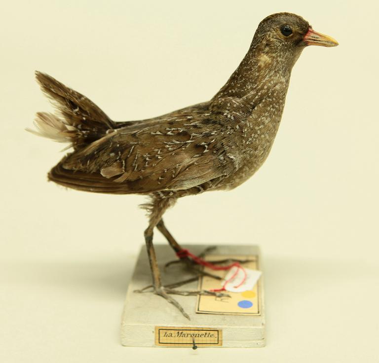 animal naturalisé : oiseau : Marouette ponctuée