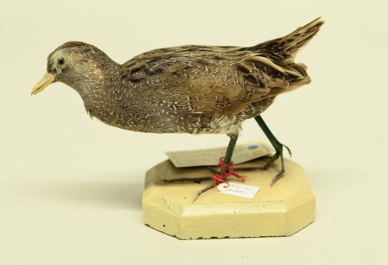 animal naturalisé : oiseau : Marouette ponctuée