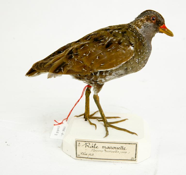 animal naturalisé : oiseau : Marouette ponctuée