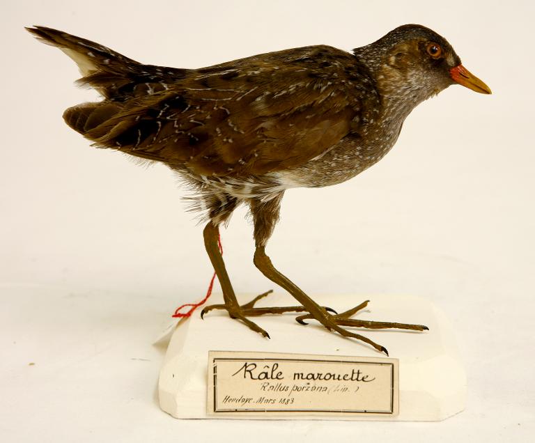 animal naturalisé : oiseau : Marouette ponctuée