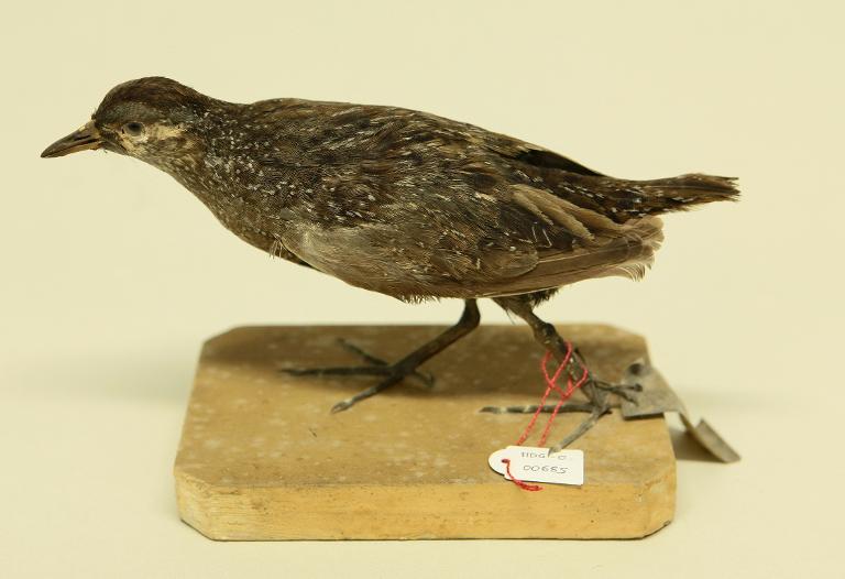 animal naturalisé : oiseau : Marouette ponctuée