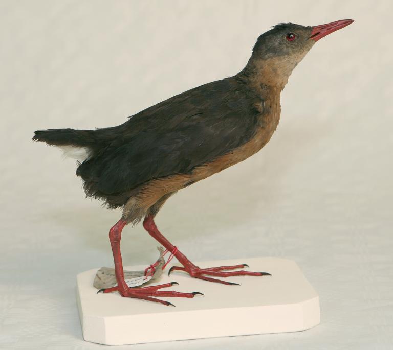 animal naturalisé : oiseau : Râle de Rouget