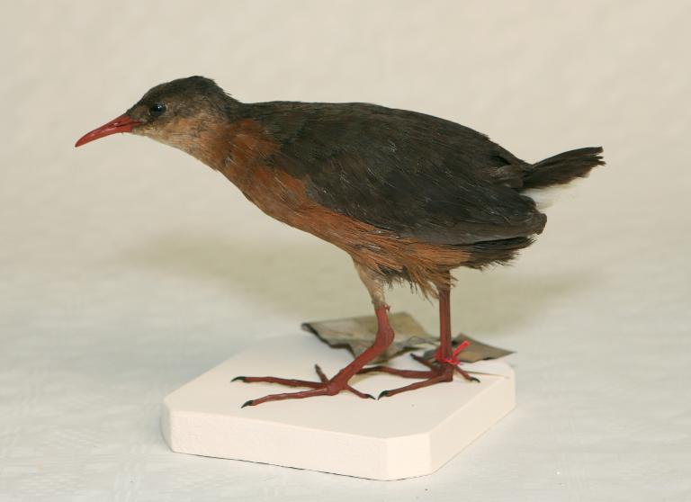 animal naturalisé : oiseau : Râle de Rouget