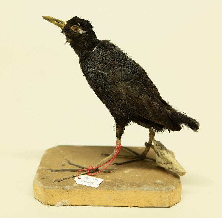 animal naturalisé : oiseau : Marouette à bec jaune