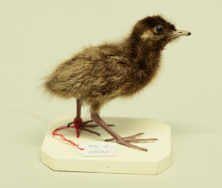 : oiseau : Râle d'eau