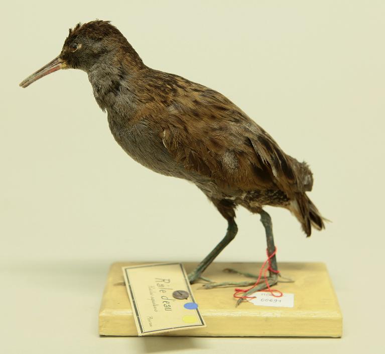 animal naturalisé : oiseau : Râle d'eau