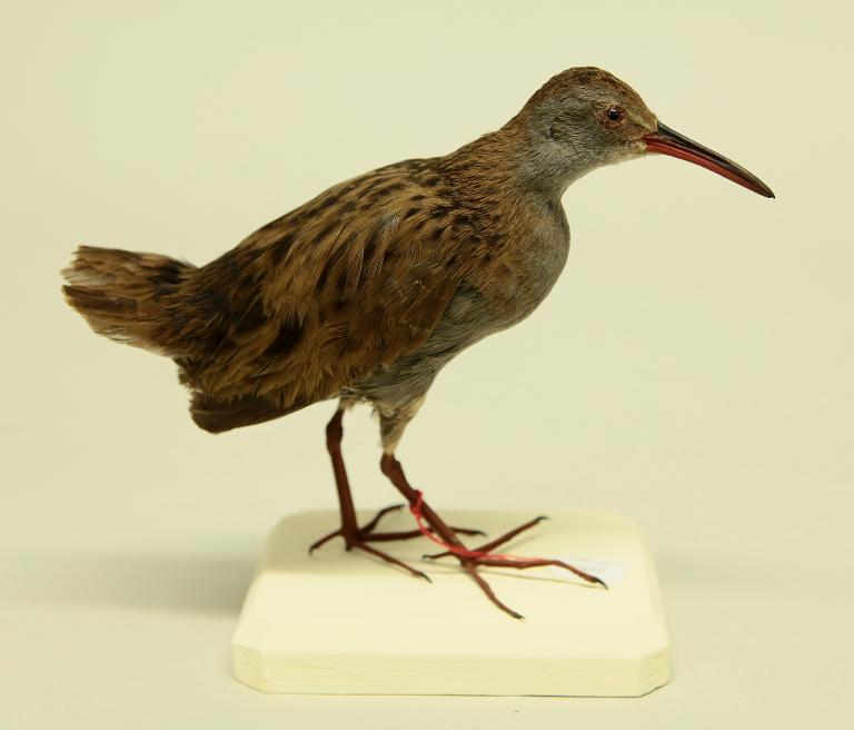 animal naturalisé : oiseau : Râle d'eau