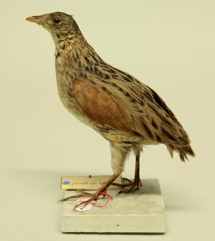 animal naturalisé : oiseau : Râle des genêts