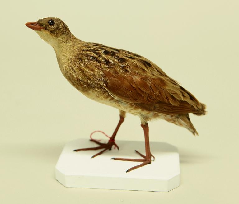 animal naturalisé : oiseau : Râle des genêts