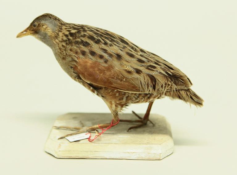 animal naturalisé : oiseau : Râle des genêts