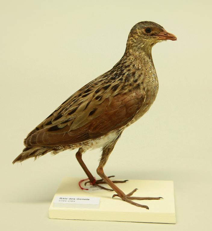animal naturalisé : oiseau : Râle des genêts