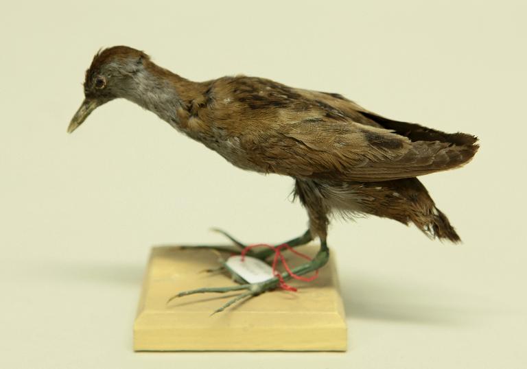 animal naturalisé : oiseau : Marouette poussin