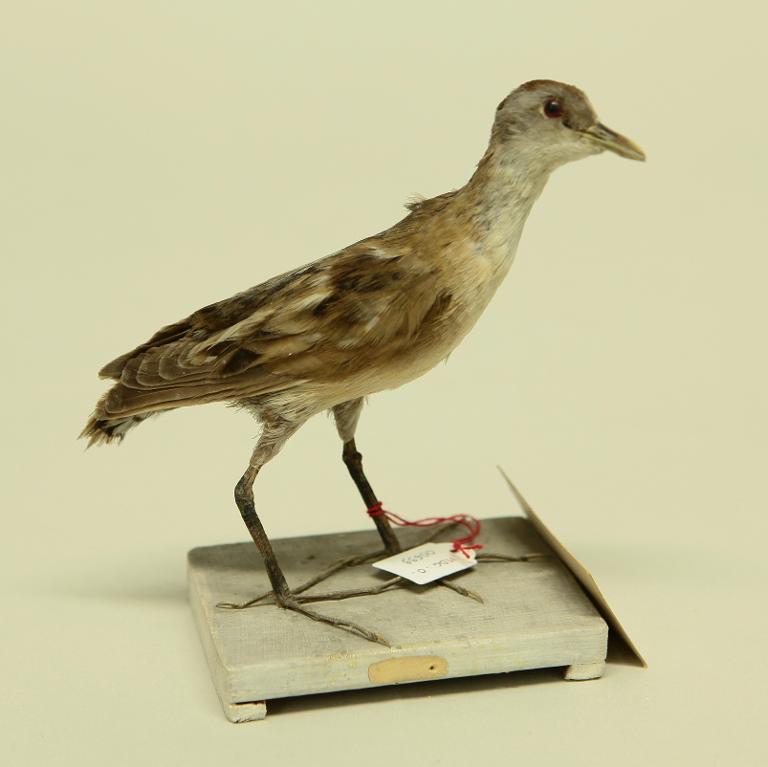 animal naturalisé : oiseau : Marouette poussin