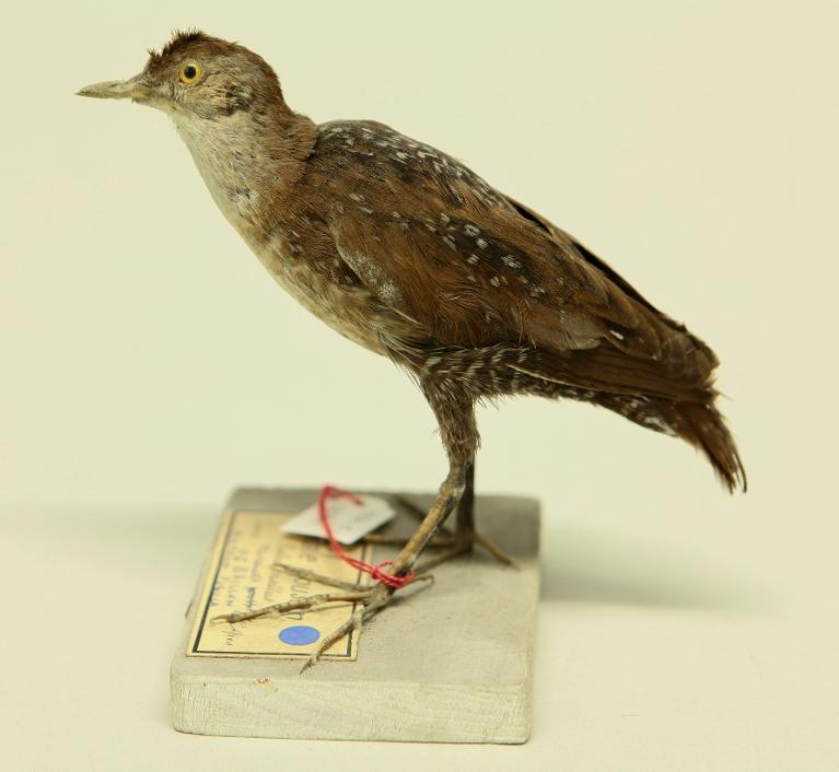 animal naturalisé : oiseau : Marouette de Baillon