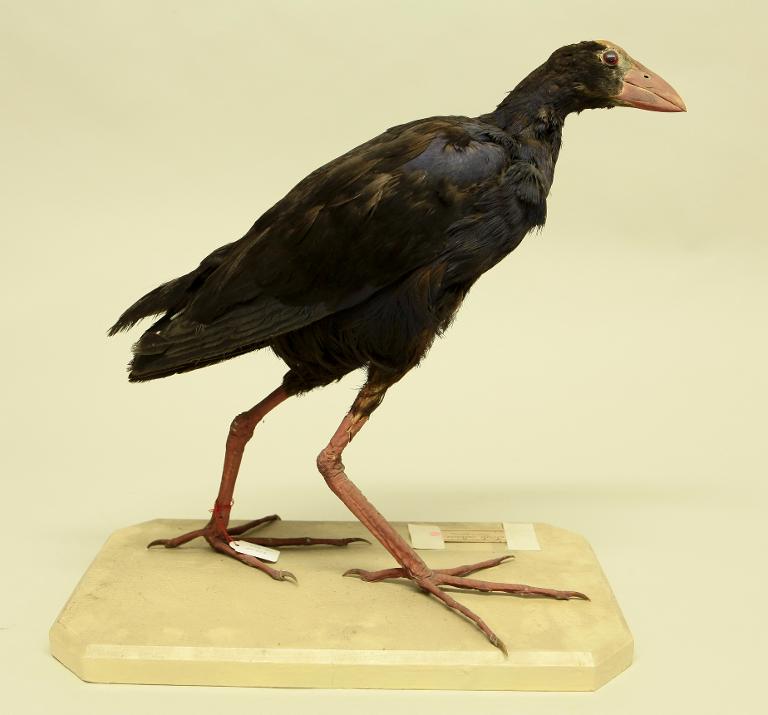 animal naturalisé : oiseau : Talève sultane