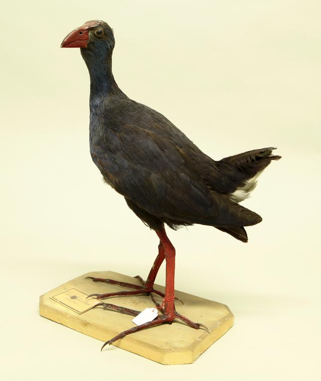 animal naturalisé : oiseau : Talève sultane