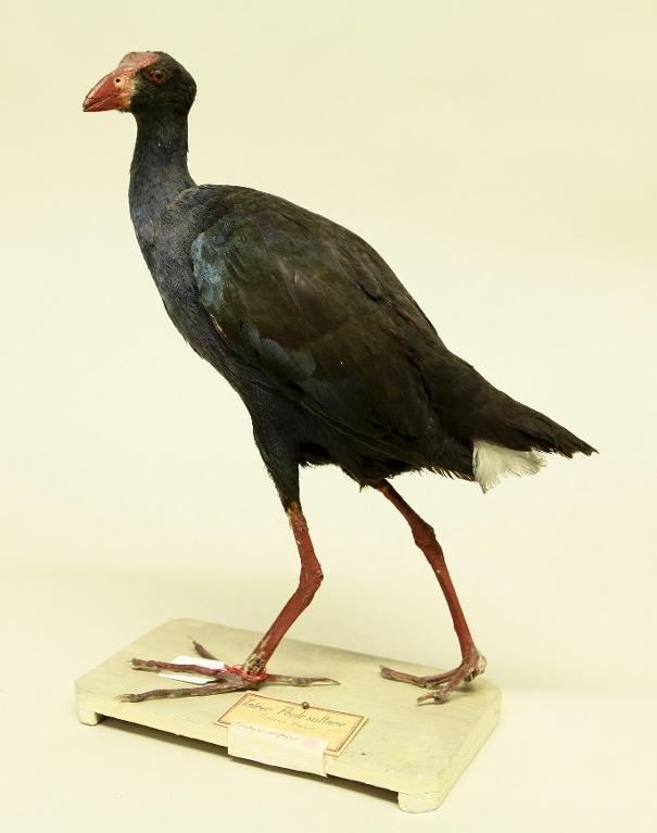 animal naturalisé : oiseau : Talève sultane