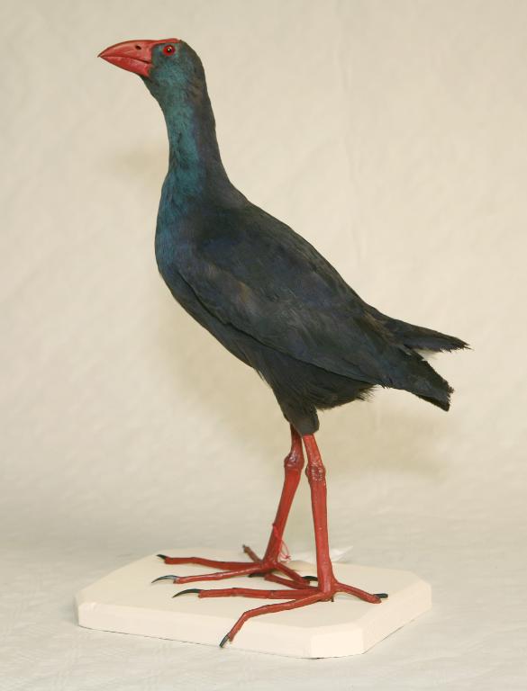 animal naturalisé : oiseau : Talève sultane