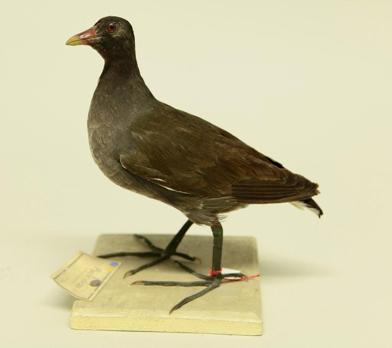 animal naturalisé : oiseau : Poule d'eau