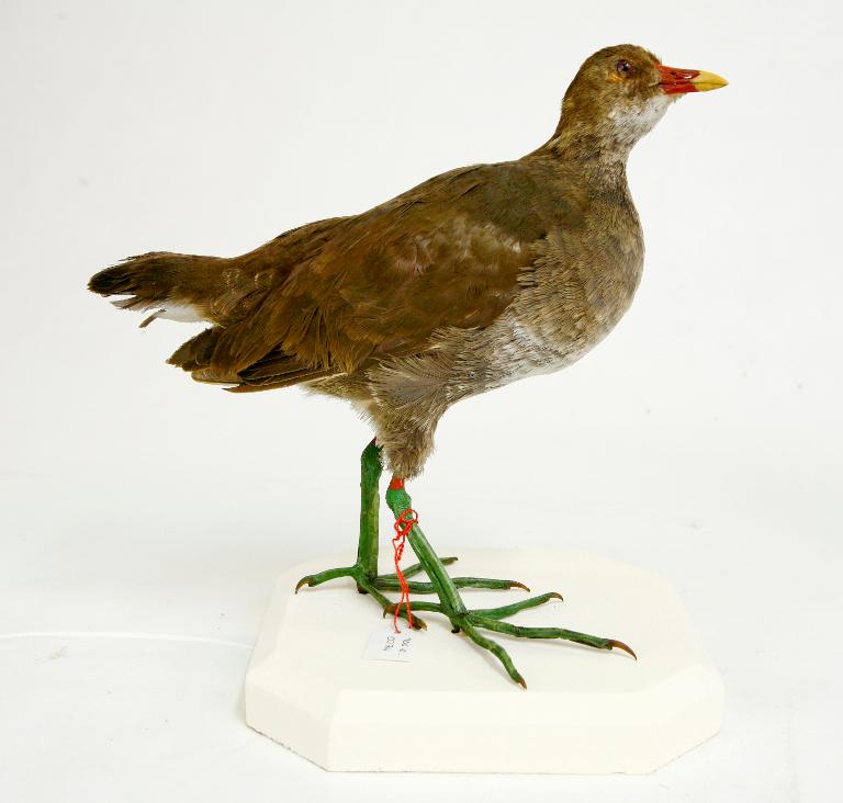 animal naturalisé : oiseau : Poule d'eau