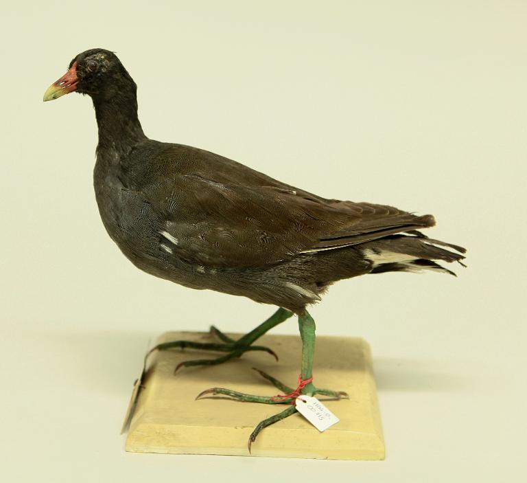 animal naturalisé : oiseau : Poule d'eau