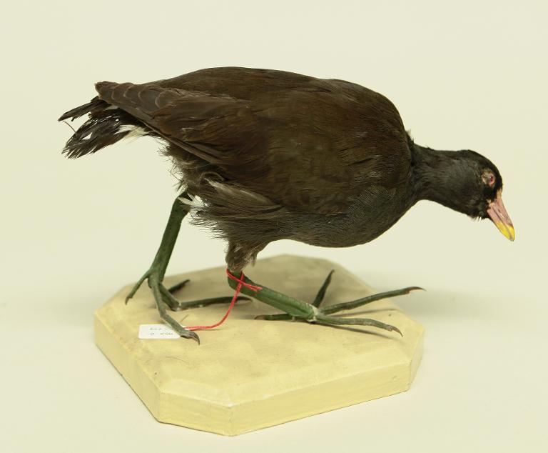 animal naturalisé : oiseau : Poule d'eau