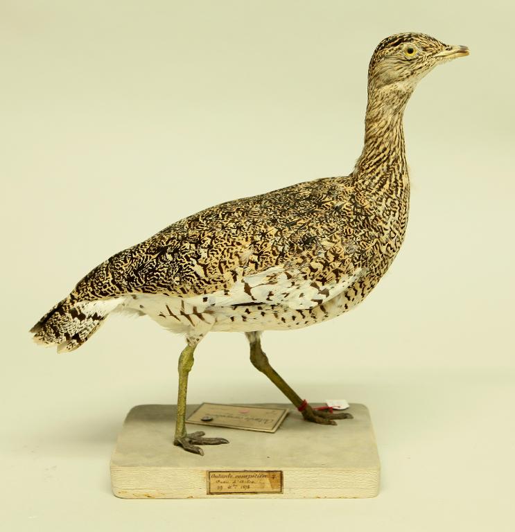 animal naturalisé : oiseau : Outarde canepetière