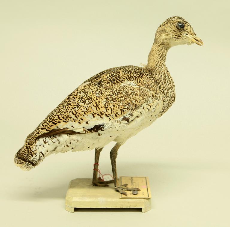 animal naturalisé : oiseau : Outarde canepetière