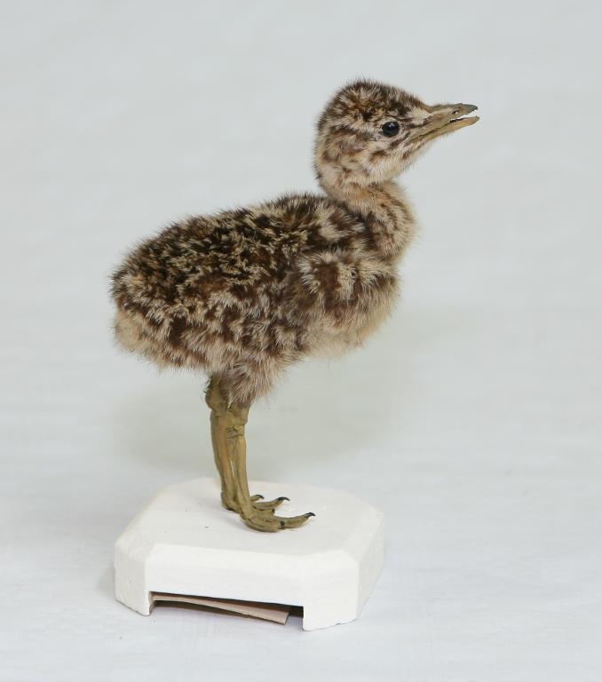 animal naturalisé : oiseau : Outarde barbue