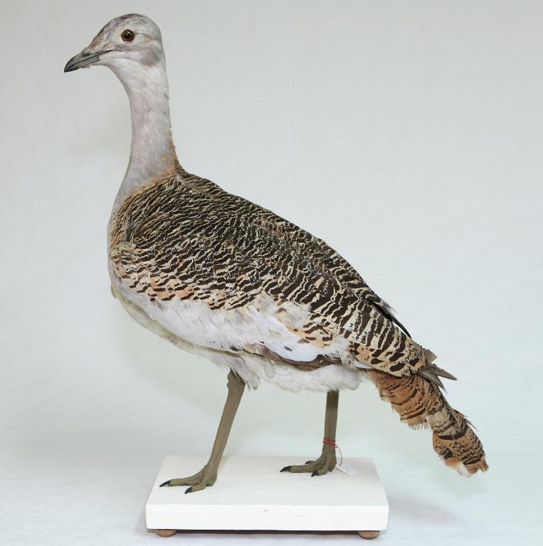 animal naturalisé : oiseau : Outarde barbue