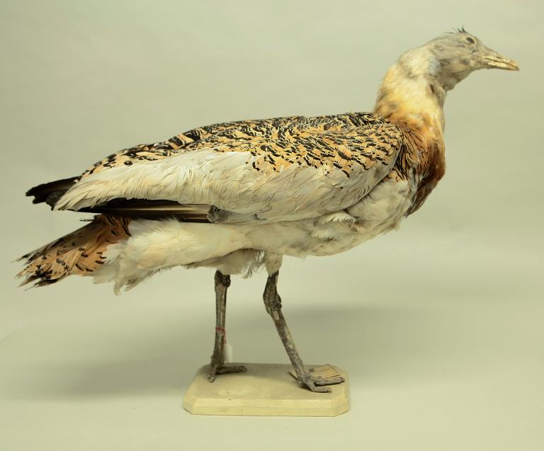 animal naturalisé : oiseau : Outarde barbue