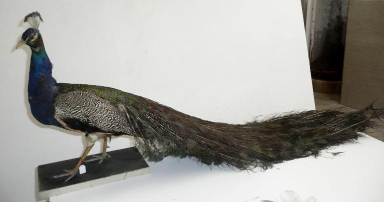 animal naturalisé : oiseau : Paon bleu