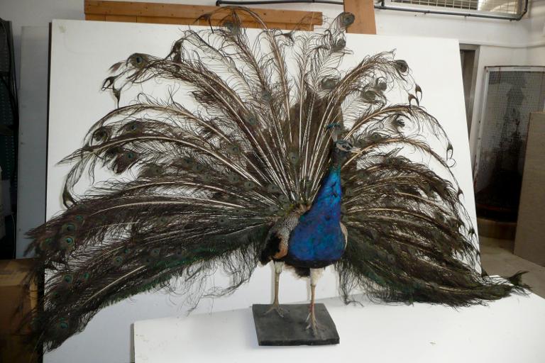 animal naturalisé : oiseau : Paon bleu