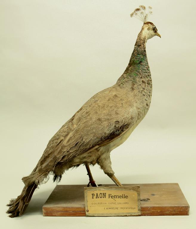 animal naturalisé : oiseau : Paon bleu