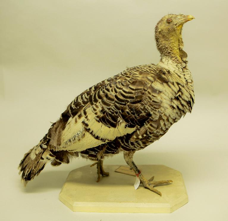 animal naturalisé : oiseau : Dindon domestique