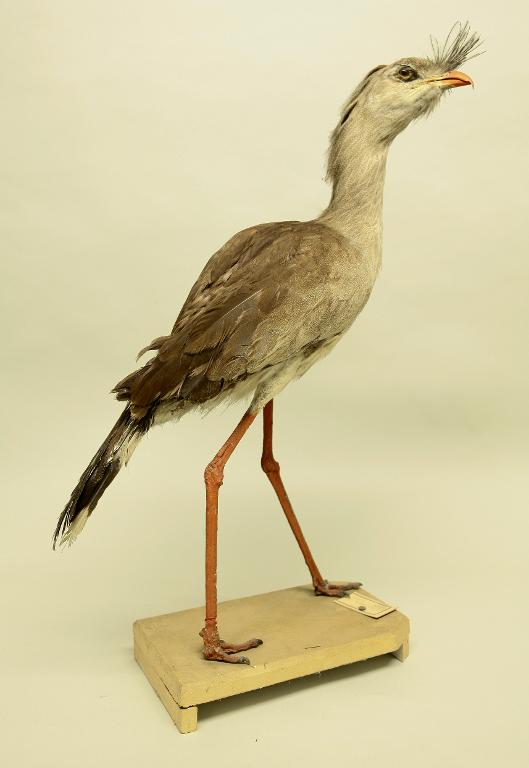 animal naturalisé : oiseau : Cariama huppé