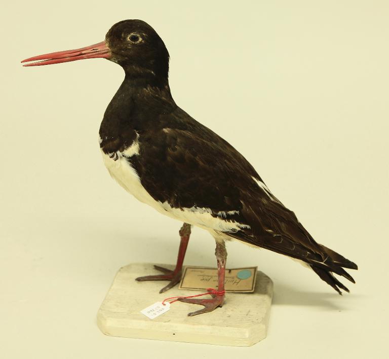 animal naturalisé : oiseau : Huitrier pie