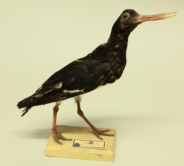 animal naturalisé : oiseau : Huitrier pie