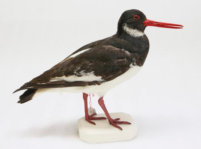 animal naturalisé : oiseau : Huitrier pie