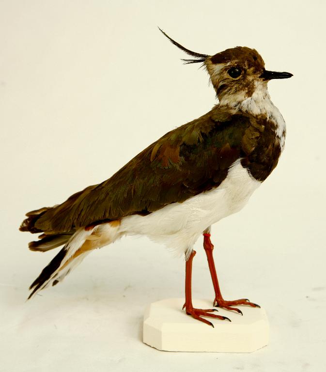 animal naturalisé : oiseau : Vanneau huppé