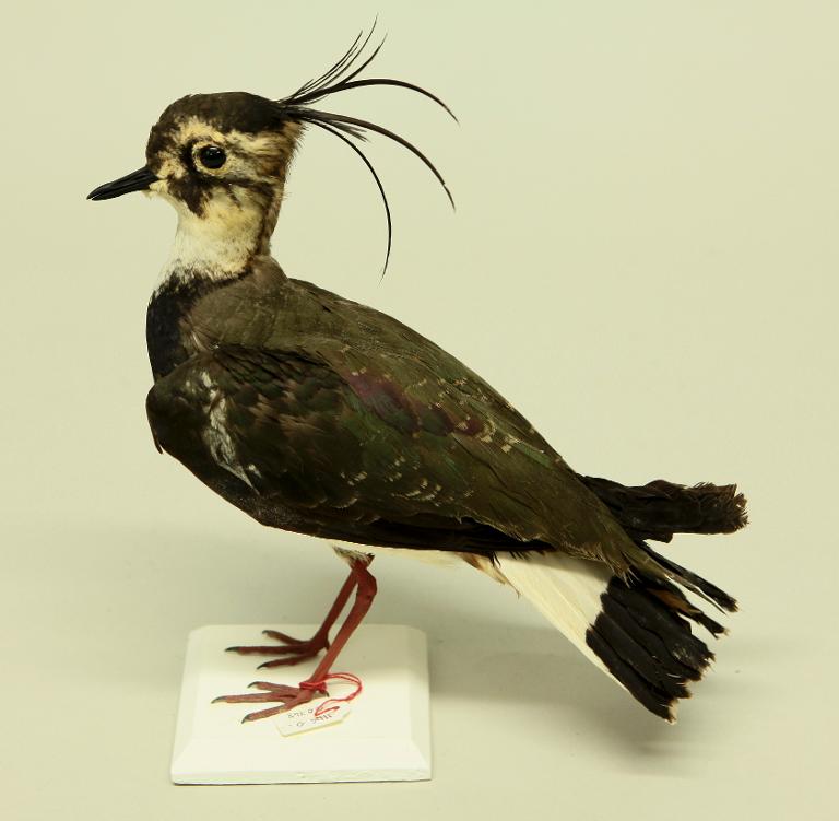 animal naturalisé : oiseau : Vanneau huppé