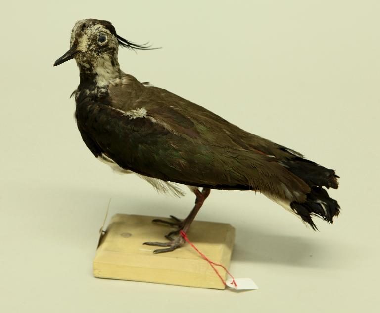 animal naturalisé : oiseau : Vanneau huppé