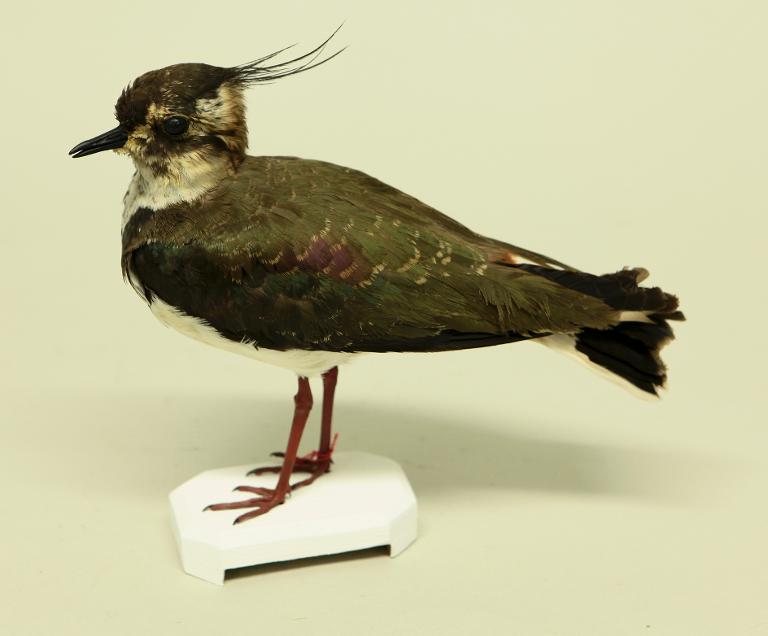 animal naturalisé : oiseau : Vanneau huppé