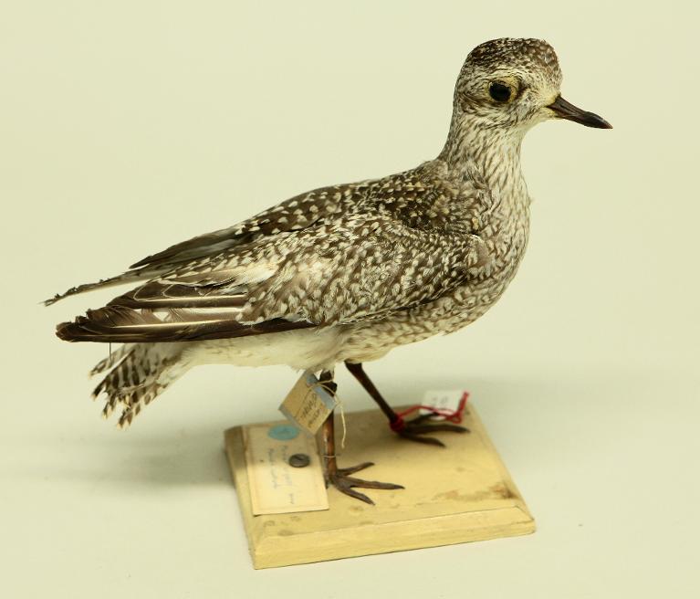 animal naturalisé : oiseau : Pluvier argenté