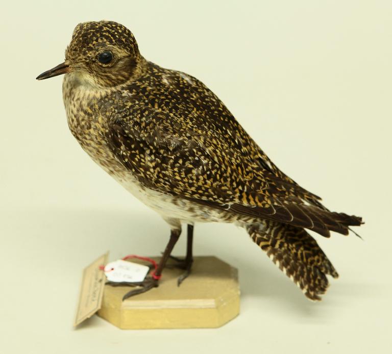 animal naturalisé : oiseau : Pluvier doré