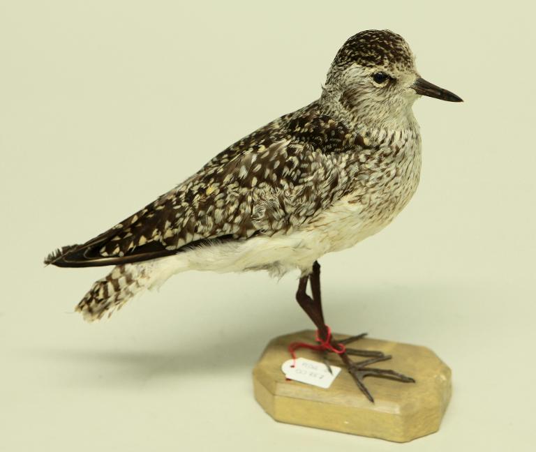 animal naturalisé : oiseau : Pluvier argenté