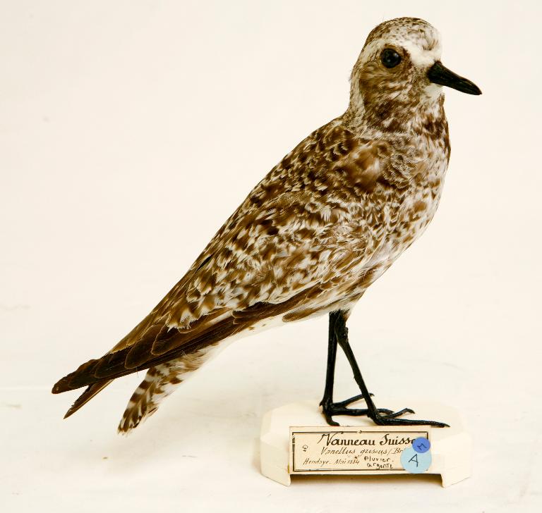 animal naturalisé : oiseau : Pluvier argenté